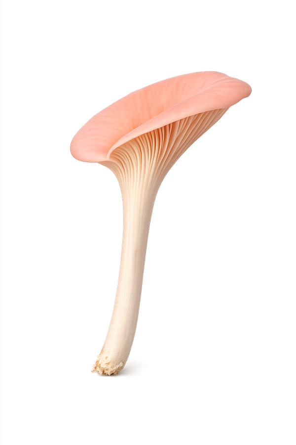 Pink Oyster mushroom cluster